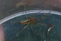 Tetragnatha