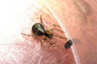 Anelosimus