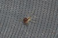 Theridiidae