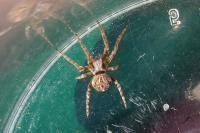 Agalenatea redii