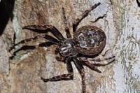Nuctenea umbratica