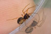 Pachygnatha degeeri