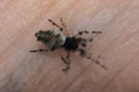 Cyclosa oculata