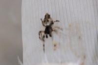 Cyclosa oculata
