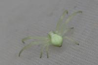 Misumena vatia