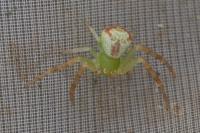 Ebrechtella tricuspidata