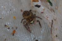 Carrhotus xanthogramma