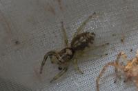 Phintella castriesiana