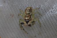 Phintella castriesiana