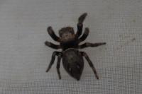 Evarcha arcuata