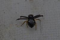 Synema globosum