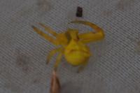 Thomisus