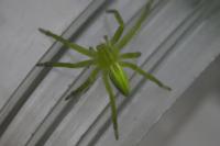 Micrommata virescens