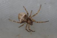 Gibbaranea bituberculata