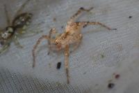 Anyphaena accentuata