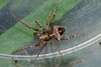 Gibbaranea bituberculata