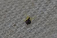 Theridula gonygaster