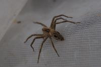 Pisaura mirabilis