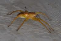 Dolomedes fimbriatus / Dolomedes plantarius