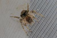 Gibbaranea gibbosa
