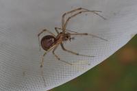 Linyphia triangularis