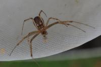 Linyphia triangularis
