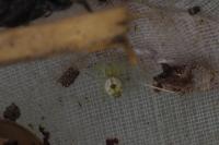 Nigma puella