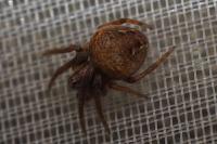 Araneus