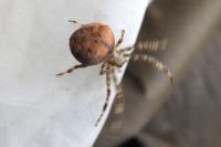 Araneus