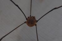 Leiobunum blackwallii