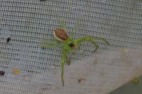 Diaea dorsata
