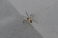 Mangora acalypha