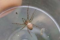 Metellina