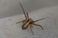 Tmarus