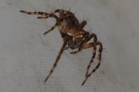 Oxyopes