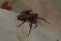 Oxyopes