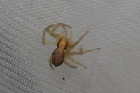 Philodromus