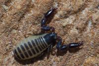 Chernetidae