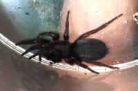 Gnaphosidae