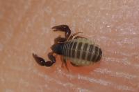 Chernetidae