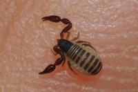 Chernetidae