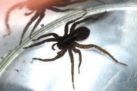 Pardosa