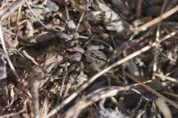 Alopecosa barbipes