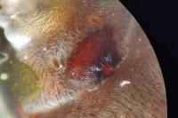 Alopecosa barbipes