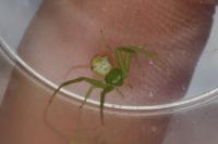 Ebrechtella tricuspidata