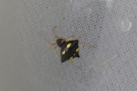 Theridula gonygaster