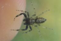 Phintella castriesiana