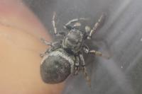 Salticidae