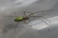 Tetragnatha