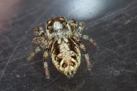 Macaroeris nidicolens